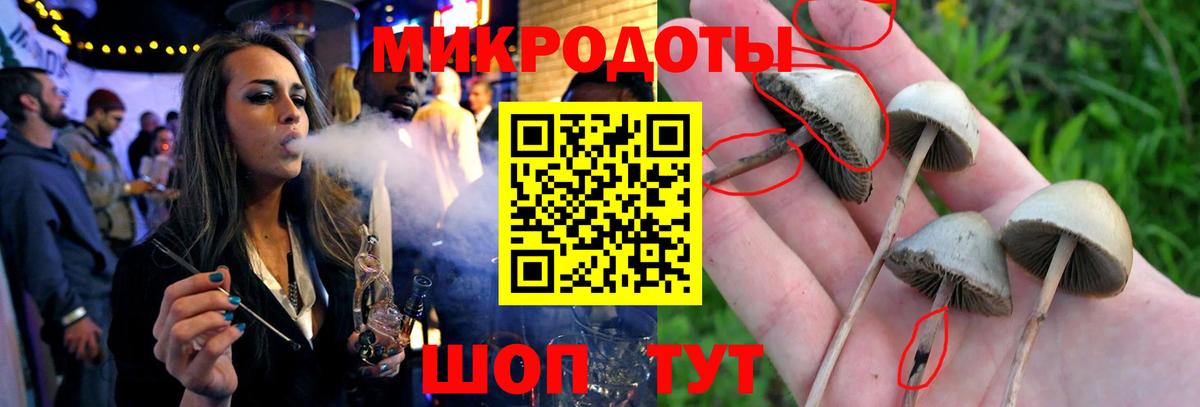 Галлюциногенные грибы Psilocybine cubensis Буйнакск